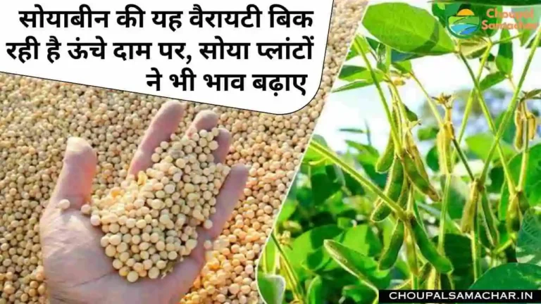 Soyabean Rate Today