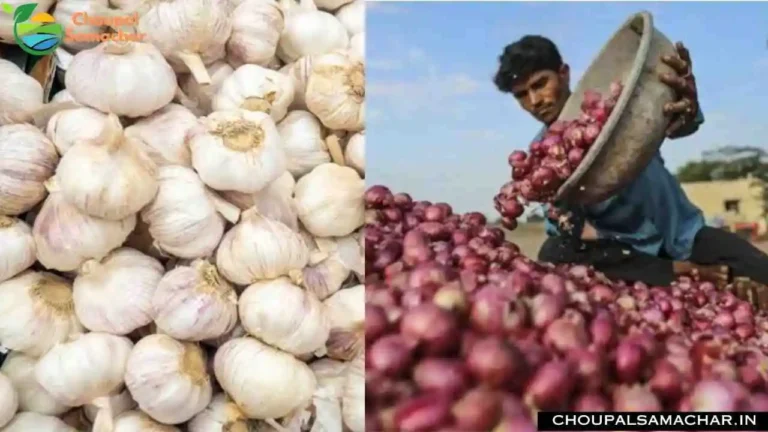 Onion Garlic Price