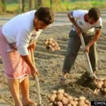 Potato Variety