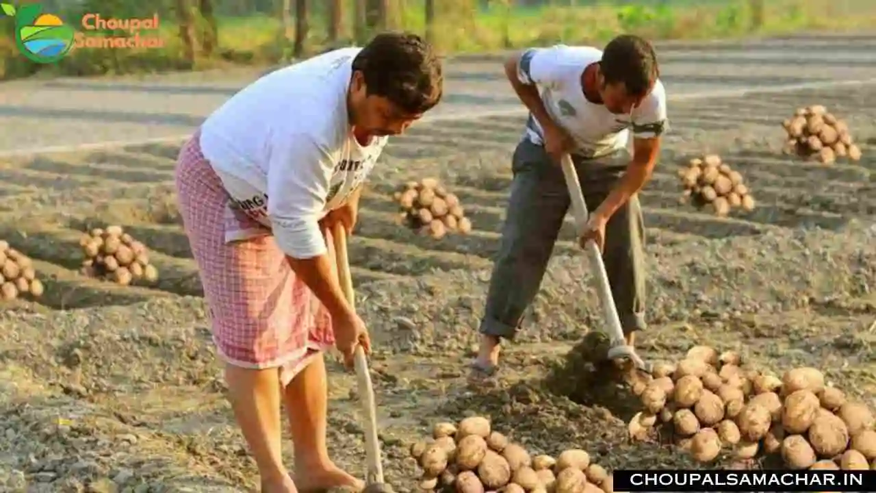 Potato Variety