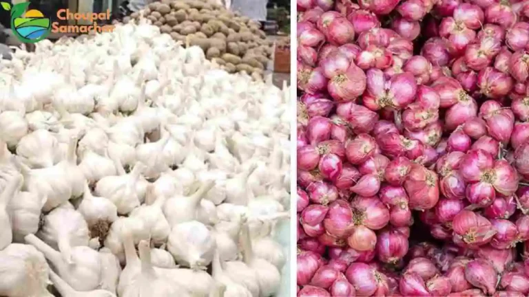 Garlic Onion Price