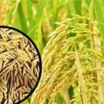 Basmati Paddy Rate