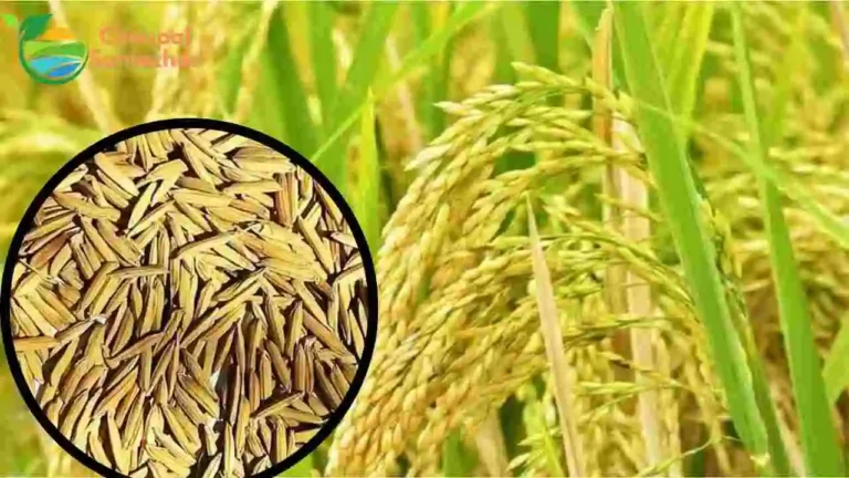 Basmati Paddy Rate