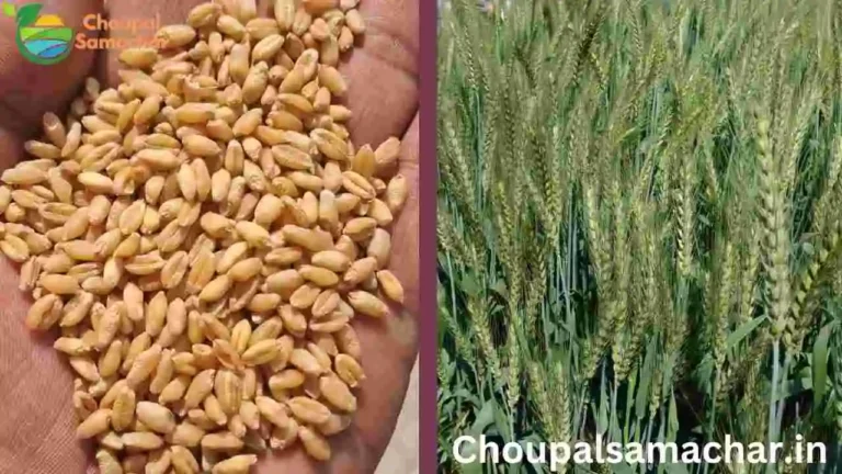 Wheat Variety CG 1036