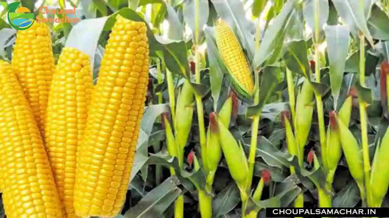 Maize Varieties