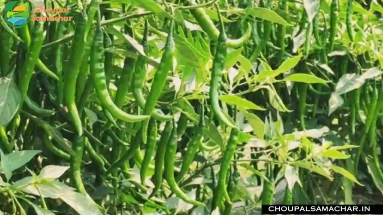 Chilli Varieties