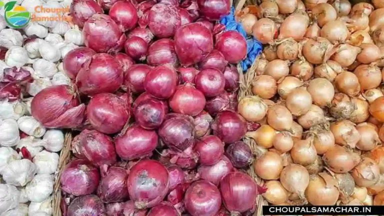 Onion Garlic Rate