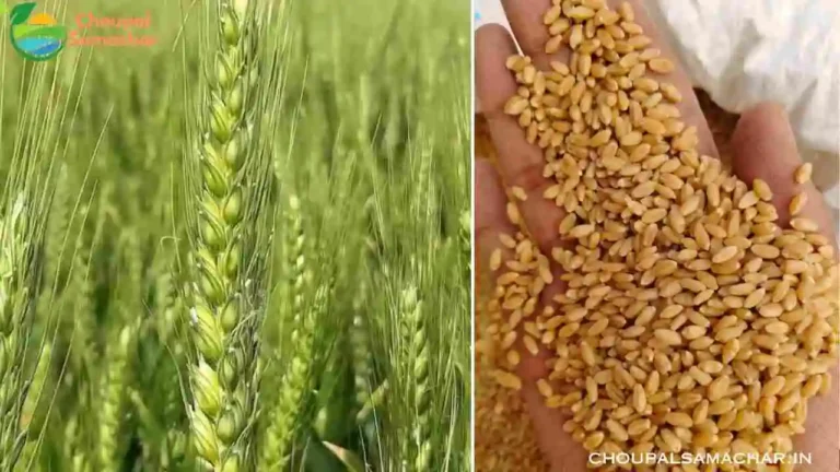 High Yielding Wheat Varieties