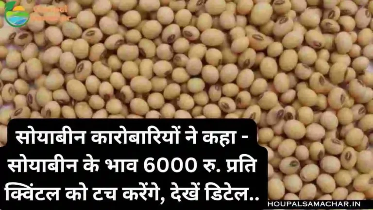 Soybean Price In MP