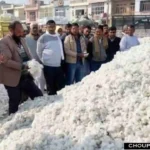 Cotton Price