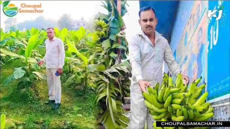 Farmer Success Story