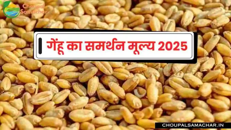 Wheat Support Price 2025