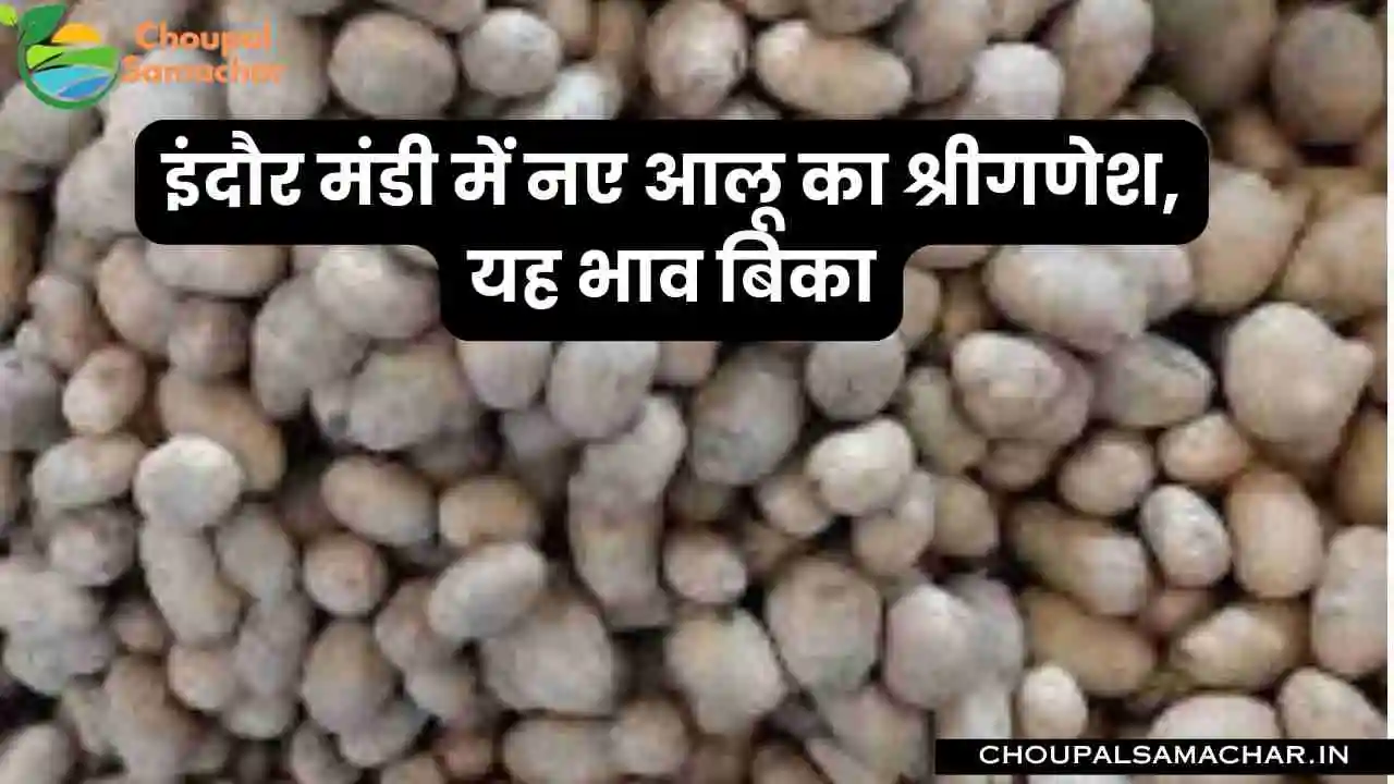 New Potato Mandi Rate