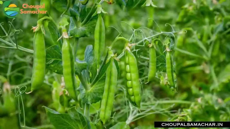 Pea Cultivation