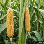 Maize Farming