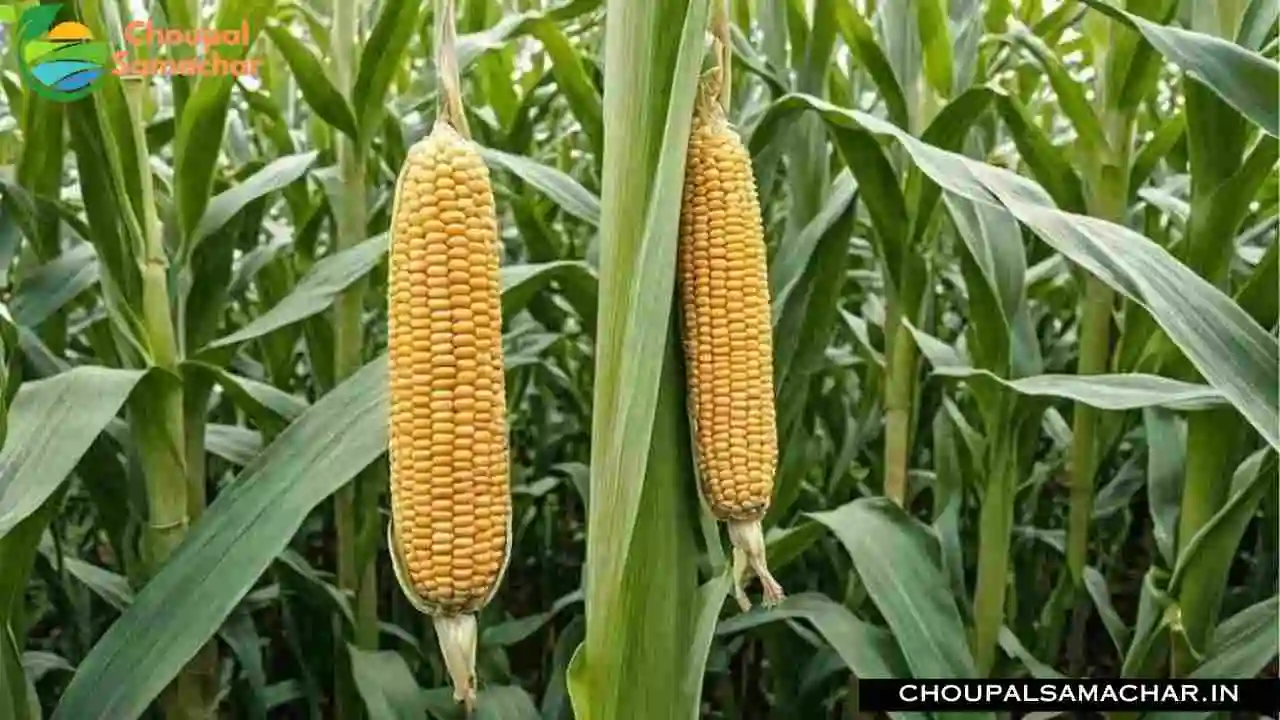 Maize Farming