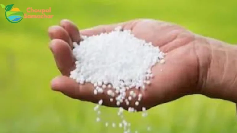 Urea For Wheat