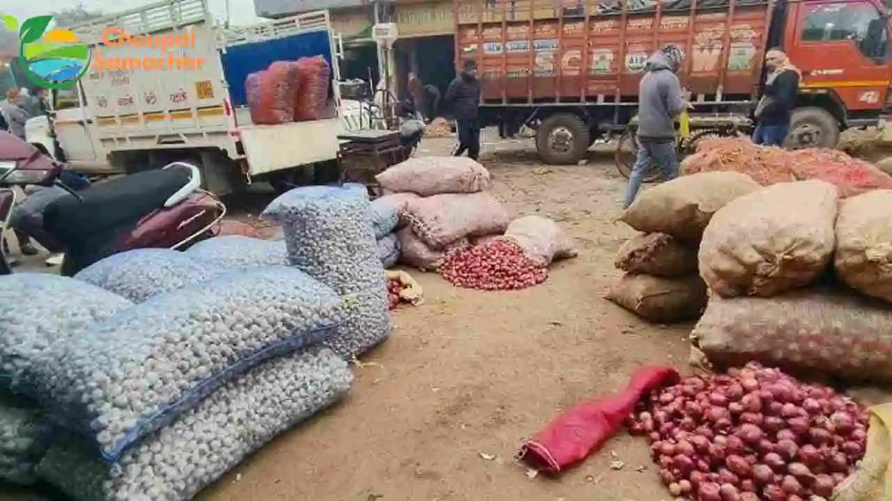 Onion Garlic Price