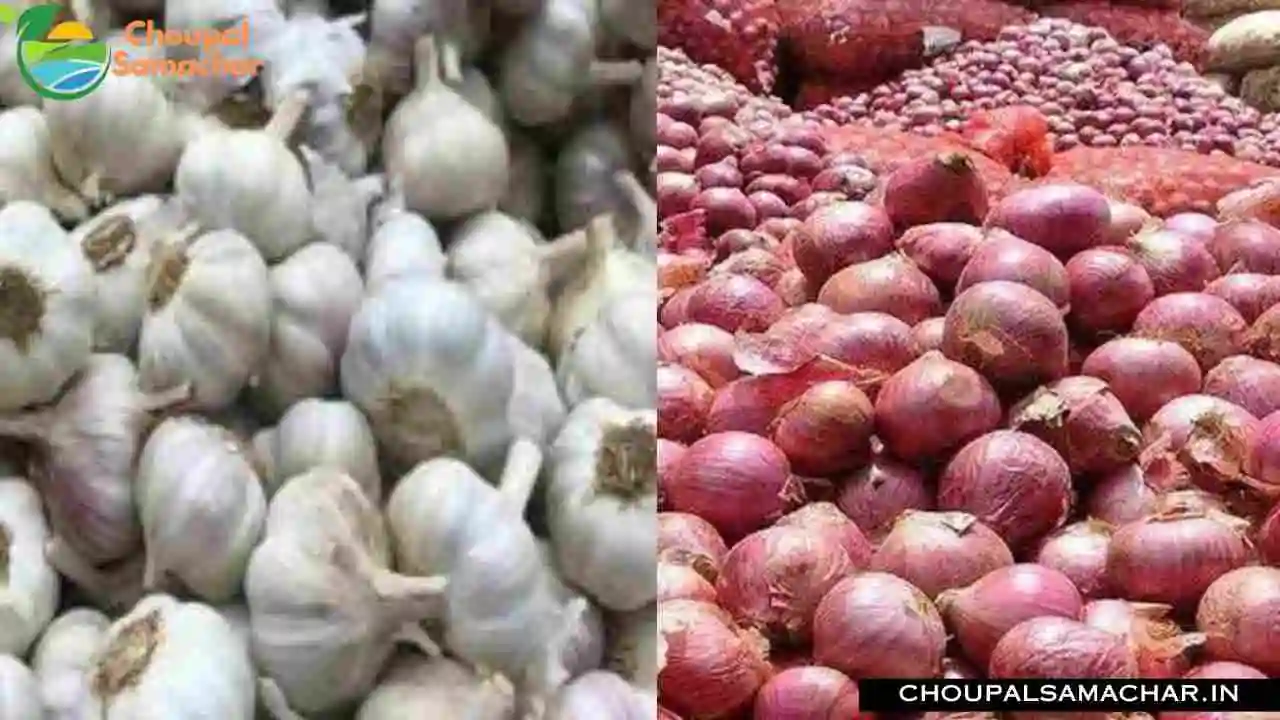 Price Onion Garlic