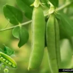 Pea Crop Disease