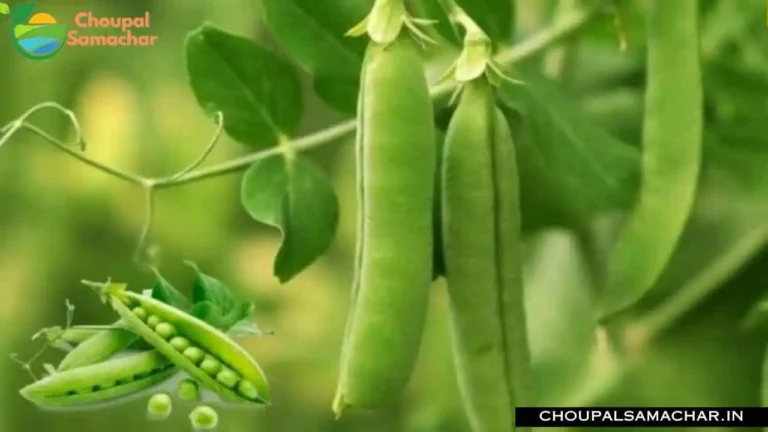 Pea Crop Disease