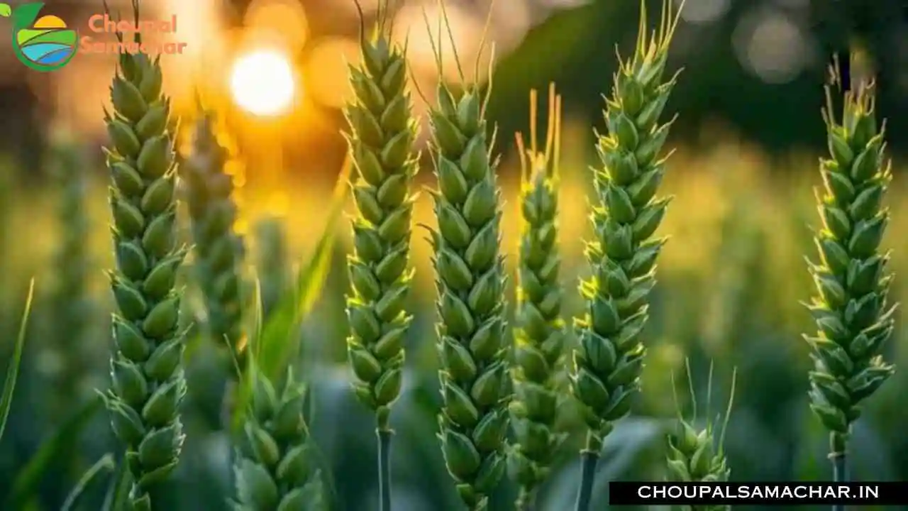 Late Sowing Wheat Varieties