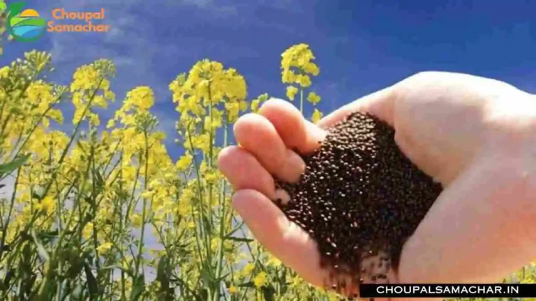 Mustard Crop