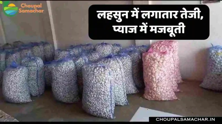 Onion Garlic Mandi Bhav