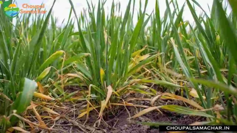 Wheat Crop