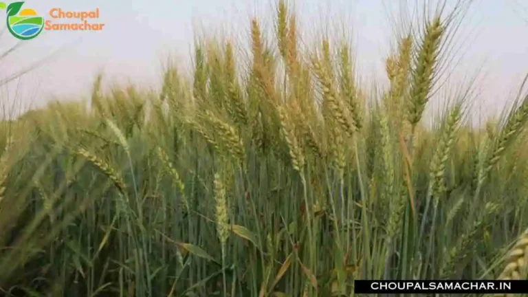 Late Wheat Variety