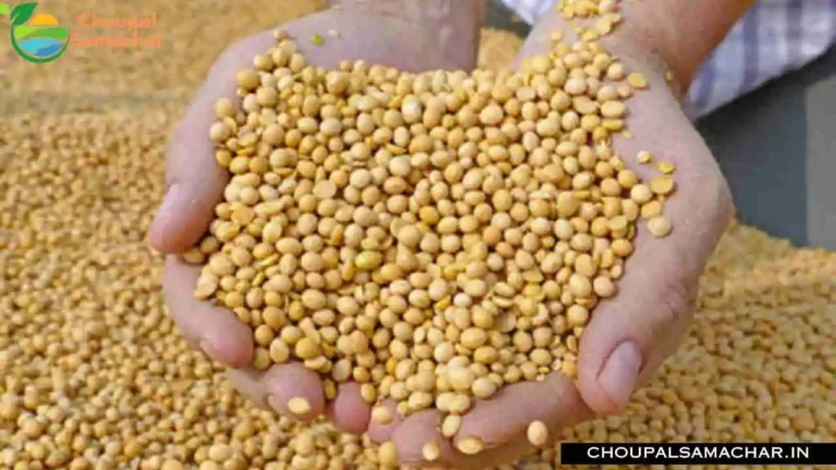 Soyabean Rate
