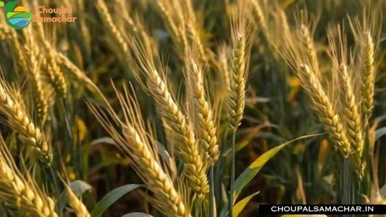 Demanding Wheat Variety