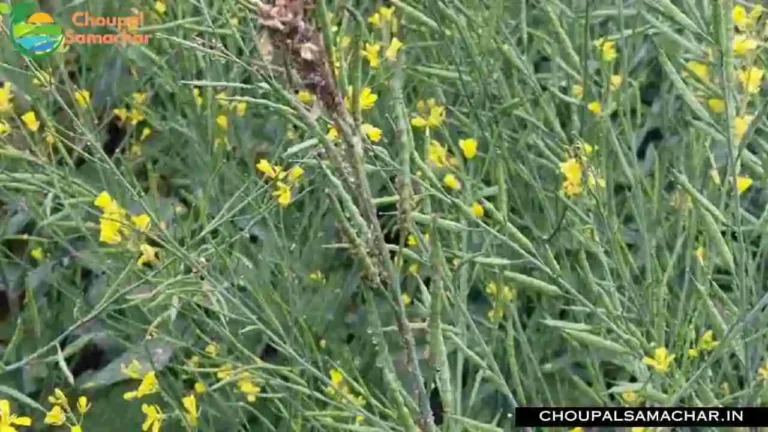 Mustard Crop