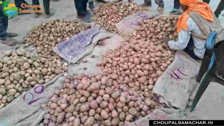 Potato Price