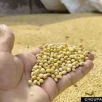 Soybean Mandi Price