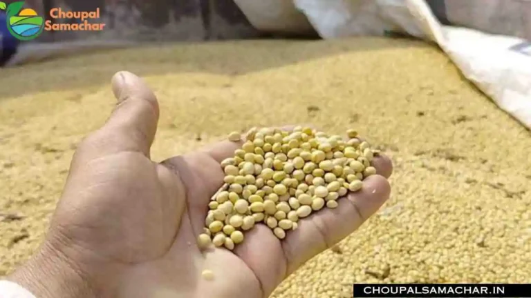 Soybean Mandi Price