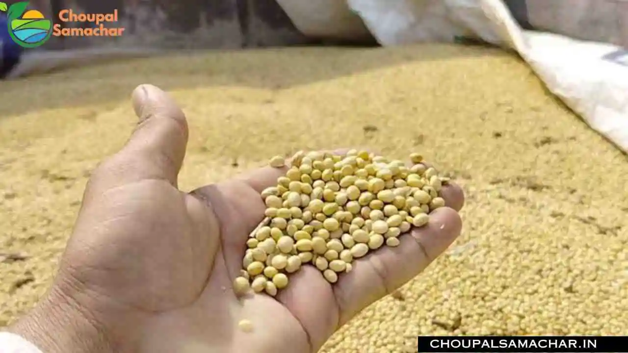 Soybean Mandi Price