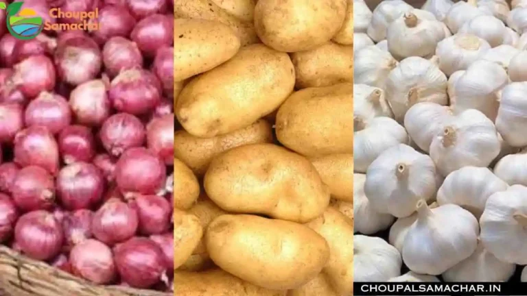 Garlic Onion Mandi Price