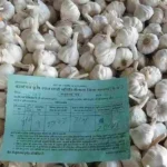 Garlic Price 2025