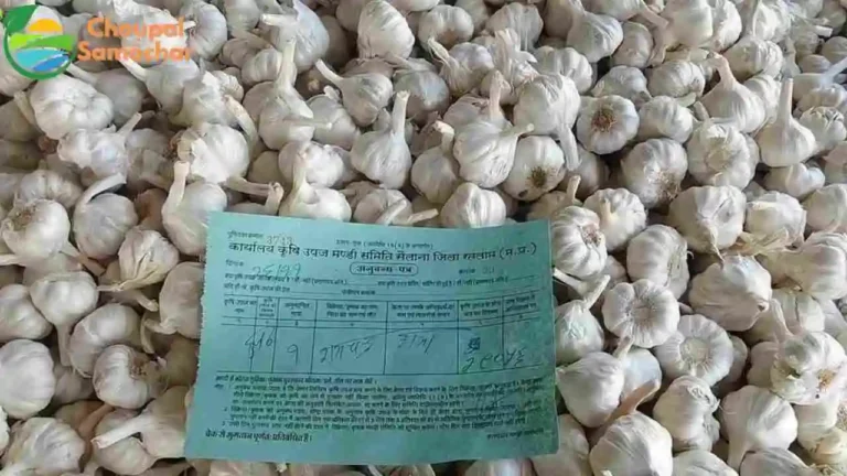 Garlic Price 2025