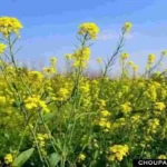 Mustard Cultivation