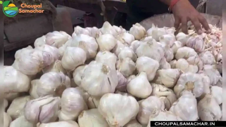 Garlic Onion Mandi Price