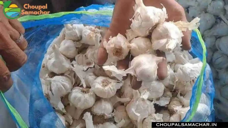 Today Garlic Price