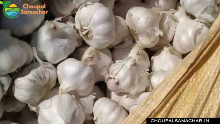 New Garlic Price