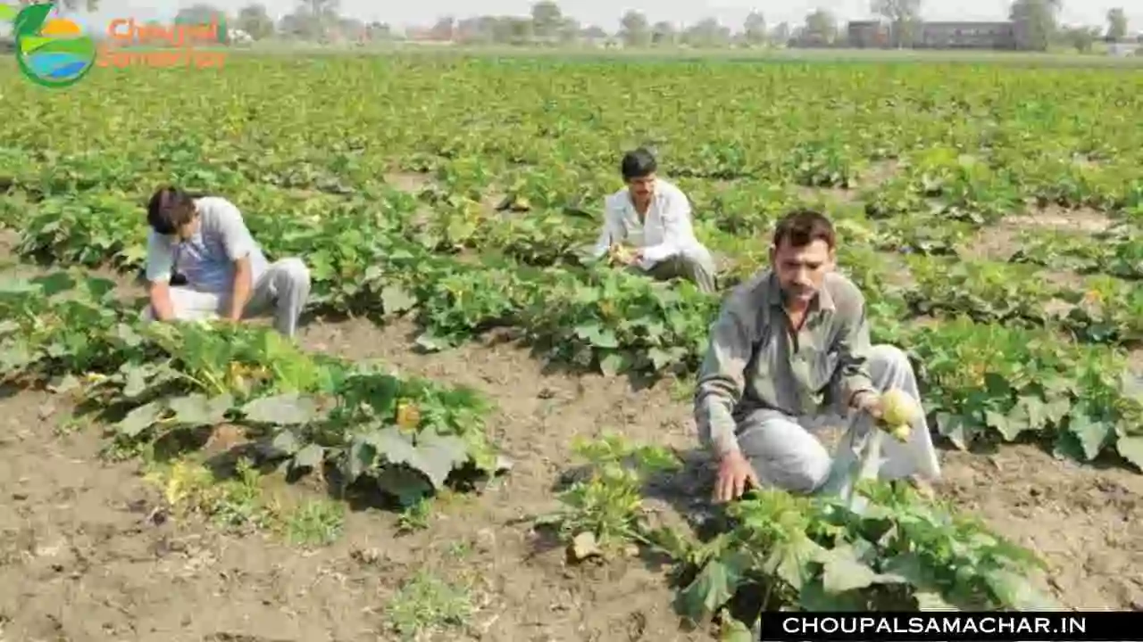 Vegetables Farming