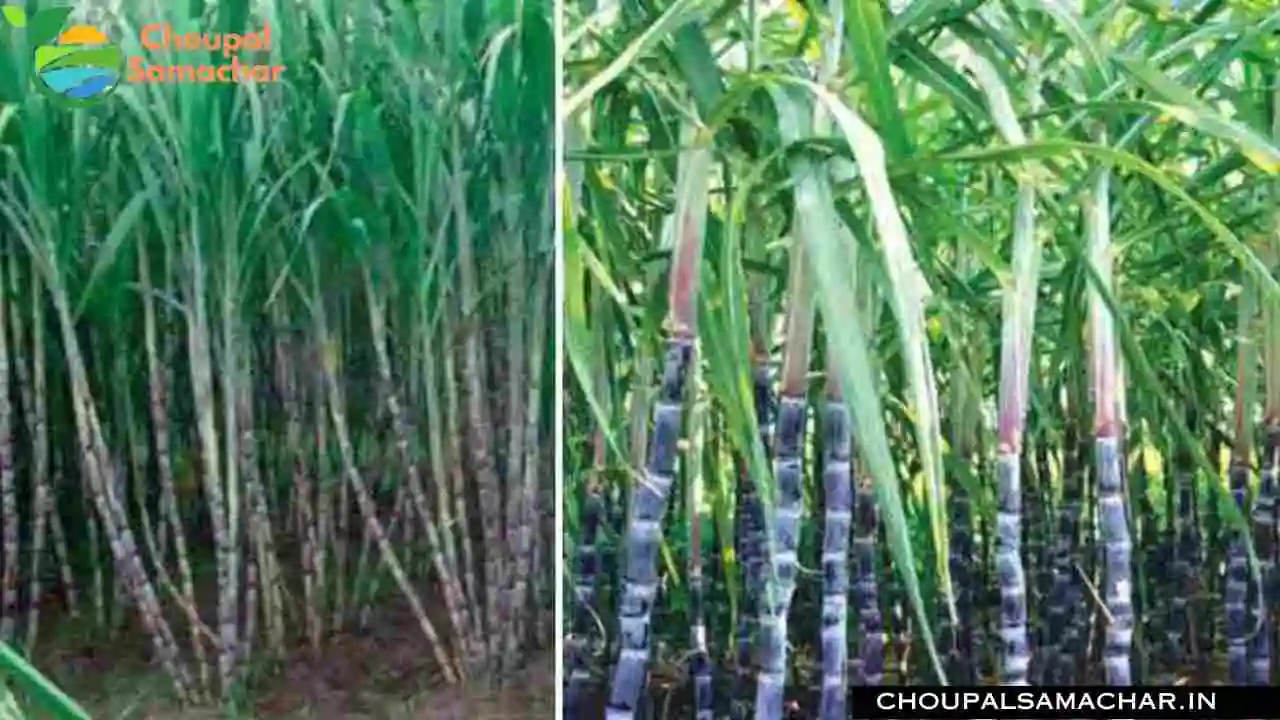 Sugarcane Farming