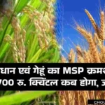 Wheat Paddy MSP 2025