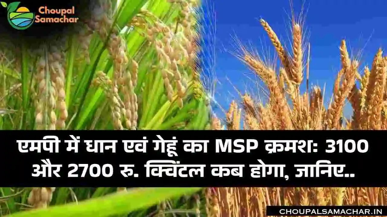 Wheat Paddy MSP 2025