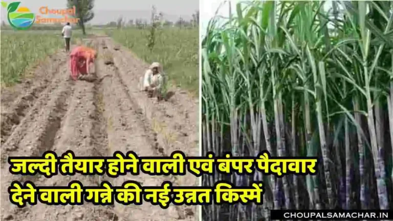 Sugarcane Varieties