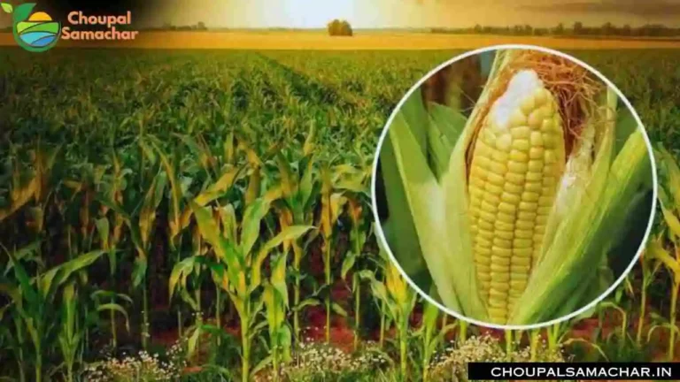 Maize Farming